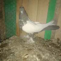 کبوتر رنگی طوقی سرور سینه ای کلدم پشدار|پرنده|قم, شهرک مهدیه (مدرس)|دیوار