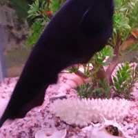 ماهی بلک گوست سالم سرحال