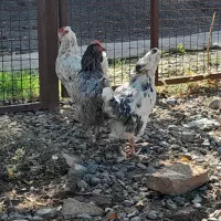 مرغ و خروس گلین و محلی|حیوانات مزرعه|سنگدوین, |دیوار