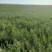 یونجه‌درجه‌یک‌موقعیت‌سرخس