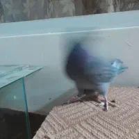 کبوتر تهرانی|پرنده|اصفهان, شاهد|دیوار