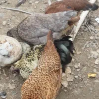 مرغ محلی|حیوانات مزرعه|رشت, لاکان شهر|دیوار