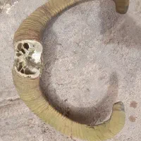 شاخ قدیمی قوچ