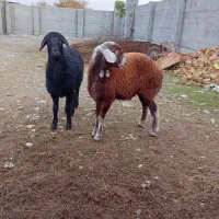 توقلی قوچ خورده