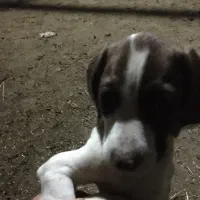 واکذاری سک شکاری|سگ|کوچصفهان, |دیوار