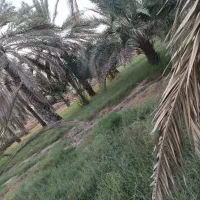 زمین-کشاورزی-11-هزار-متر