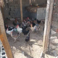 مرغ وخروس|حیوانات مزرعه|آبپخش, |دیوار