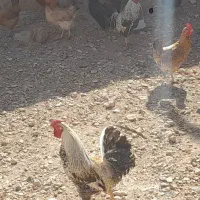 مرغ از ۸ماه