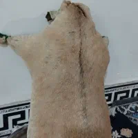 هیزه جای روغن نو