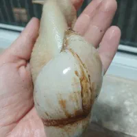 حلزون‌سالم‌