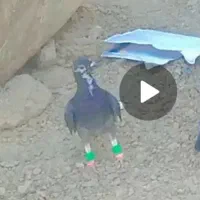کبوتر