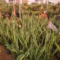 گلخانه در رضاشهر|گل و گیاه طبیعی|مشهد, رضاشهر|دیوار