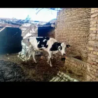 شیر و کره گاوی