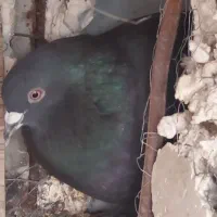 کبوتر پلاکی ورنگی