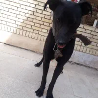 سگ نگهبان (دوبرمن بلک)