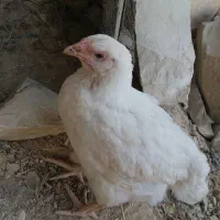 مرغ و کبوتر برای فروش