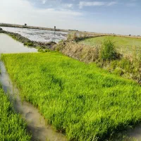 بذر شالی دمسیاه
