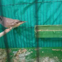 فنج انگلیسی ماده|پرنده|بندرعباس, |دیوار