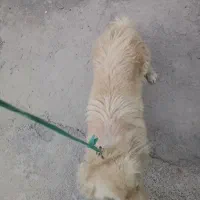 سگاشپیتزپامر