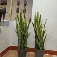 گل سانسوریاابلق