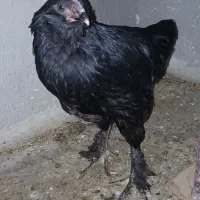 یک عدد خروس گمشده