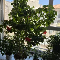 گل طبیعی|گل و گیاه طبیعی|اندیشه, شهرک صدف|دیوار