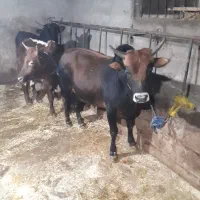 فروش گاو نر