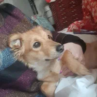 سگ اشپیتز|سگ|تهران, وحیدیه|دیوار