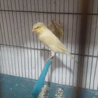 تعدادی قناری ماده