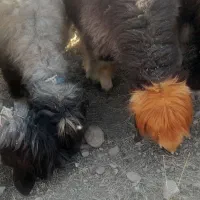 میش .بره .|حیوانات مزرعه|اردل, |دیوار