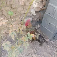 فروش یک خروس خلودری و دو مرغ تخمگذار|حیوانات مزرعه|قیدار, |دیوار