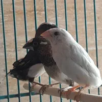 پرنده سرای مهدیس