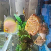 ماهی دیسکس و فیلتر سطلی سرا و آنابیاس|ماهی|تهران, پونک|دیوار