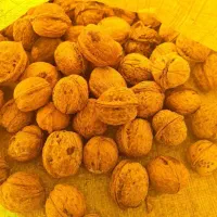 گردو تازه ومغز سفید وچرب