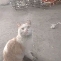 گمشده گمشده