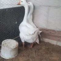 قوقاز چینی سفید|حیوانات مزرعه|چغادک, |دیوار