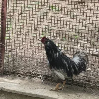 خروس و تخم نطفه دار گلین