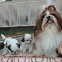 شیتزو سوپر فلت پودل پامر مینیاتوری جیبی