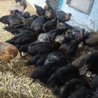 جوجه بلک