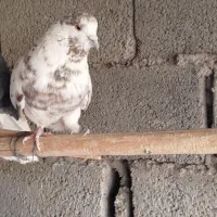 کفتر پرشی پنج عدد نر مایه