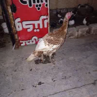 بوقلمون محلی نروماده