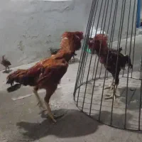 قفس جداکننده مرغ وخروس