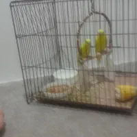 مرغ عشق|پرنده|مسجد سلیمان, |دیوار