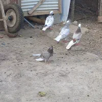 کبوتر