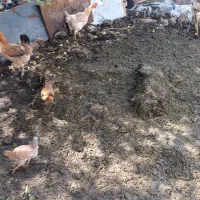 مرغ و خروس محلی