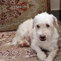 سگ شیتزو نر