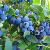 نهال بلوبری امرالد د چندلر و ...|خدمات باغبانی و درختکاری|آمل, |دیوار