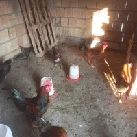 مرغ محلی|حیوانات مزرعه|آزادشهر, |دیوار