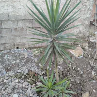 تعدادی گل یوکا بفروش میرسد