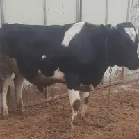 گاو .گوساله نر